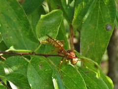 Polistes apachus texanus