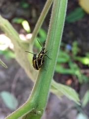 Lema confusa virgata