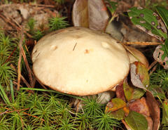 Suillus placidus