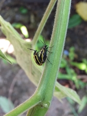 Lema confusa virgata