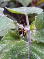 Lema confusa virgata