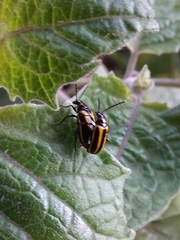 Lema confusa virgata