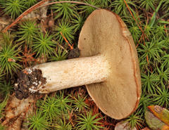 Suillus placidus