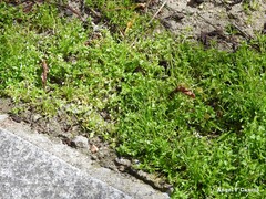 Capsella bursa-pastoris