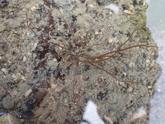 Gracilaria chilensis