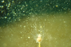 Ectopleura
