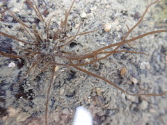 Gracilaria chilensis