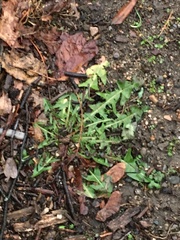 Taraxacum officinale
