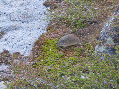 Lemmus trimucronatus