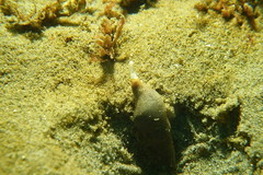 Terebridae