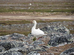 Anser caerulescens caerulescens