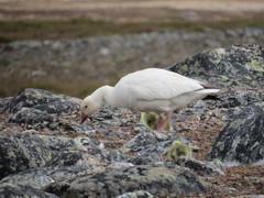 Anser caerulescens caerulescens