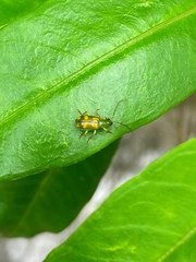 Diabrotica delrio