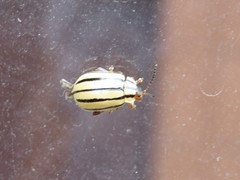 Kuschelina nigrovittata