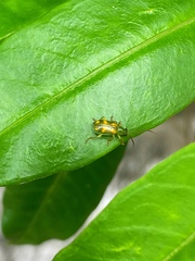 Diabrotica delrio