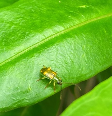Diabrotica delrio