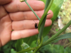 Horciasinus argentinus