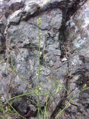 Streptanthus polygaloides