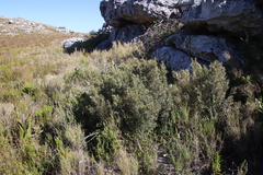 Grubbia tomentosa