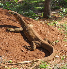 Varanus panoptes