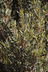 Grubbia tomentosa