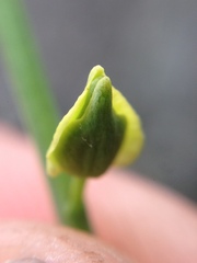 Streptanthus polygaloides