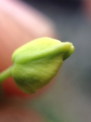 Streptanthus polygaloides