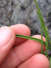 Streptanthus polygaloides