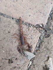 Thorellius intrepidus