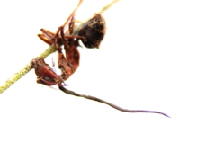 Ophiocordyceps camponoti-floridani