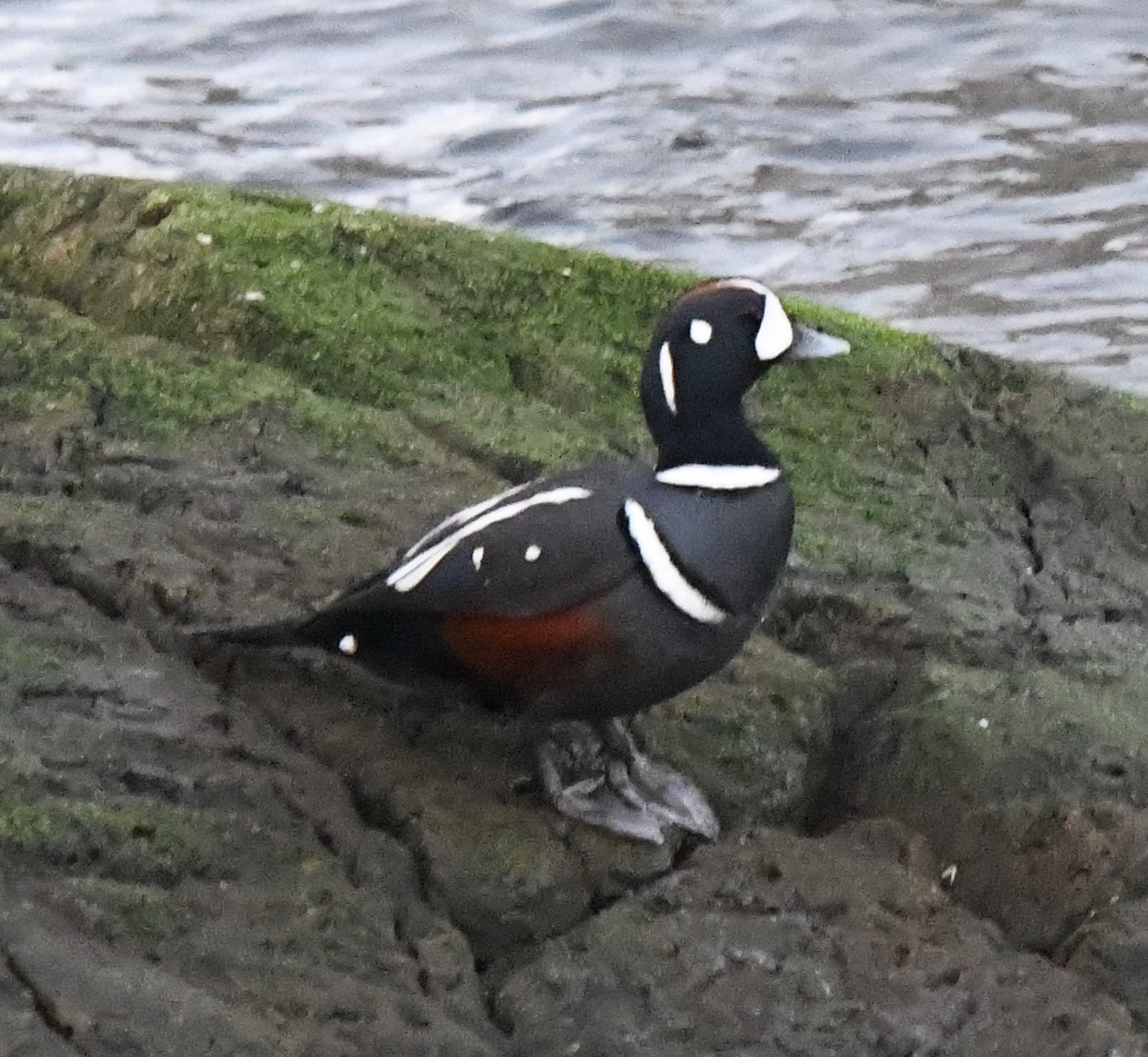 Harlequin Duck