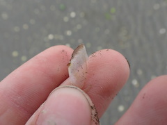 Hiatula siliquens