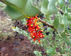 Grevillea wickhamii