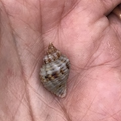 Paciocinebrina circumtexta