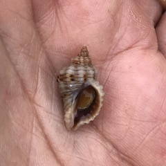 Paciocinebrina circumtexta