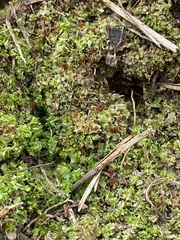 Fossombronia wondraczekii