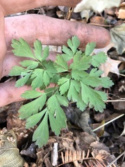 Dicentra eximia