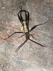 Euryscelis suturalis