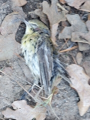 Leiothlypis peregrina