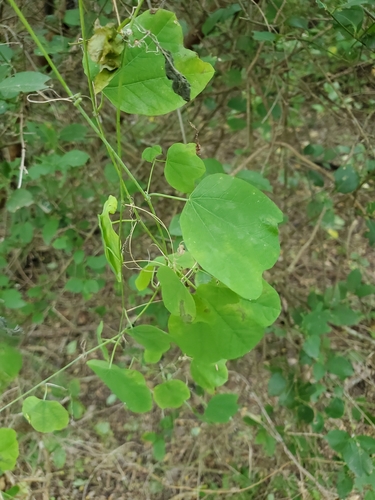 Image of Passiflora filipes by (c) Tom Field, some rights reserved (CC BY)