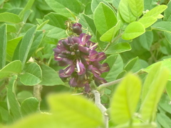Lonchocarpus