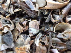 Micrelenchus huttonii