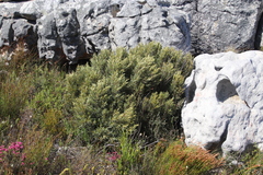 Grubbia tomentosa
