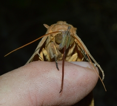 Eudocima serpentifera