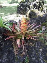 Tillandsia imperialis