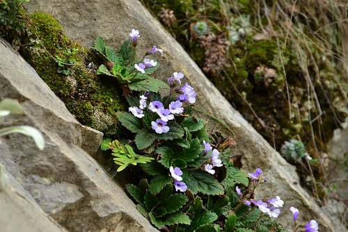 Haberlea rhodopensis Friv.