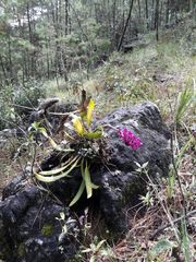 Arpophyllum laxiflorum