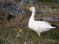 Anser caerulescens caerulescens