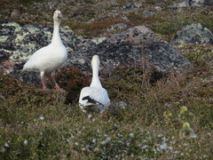 Anser caerulescens caerulescens