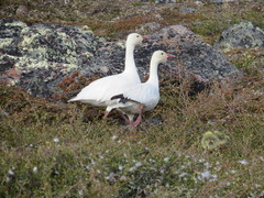Anser caerulescens caerulescens